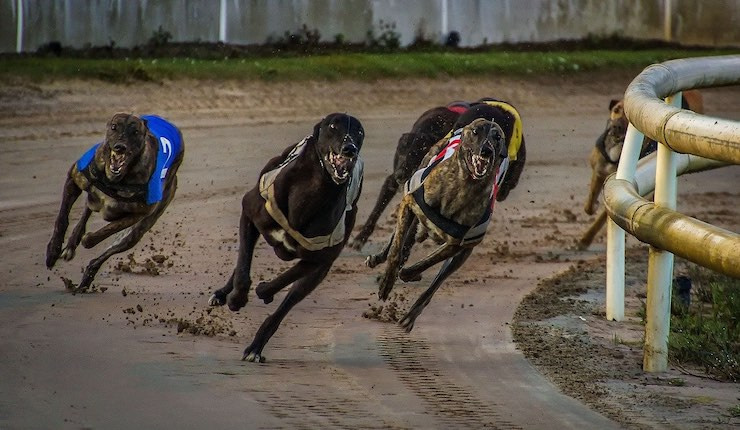 Premier Greyhound Tips Review