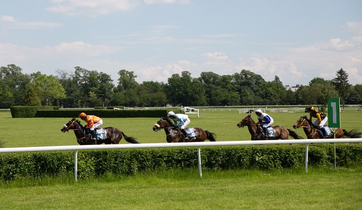 Four horses racing with grass background