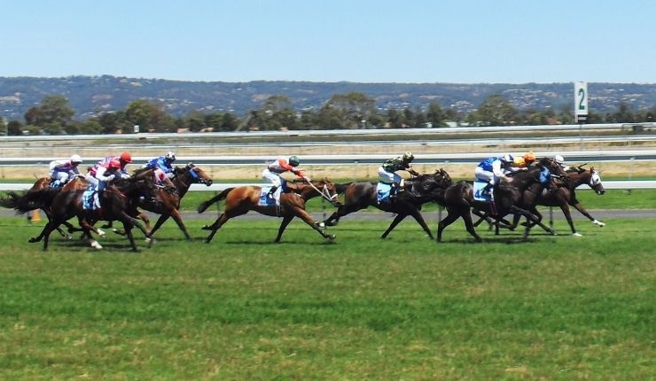 Horses racing at distance