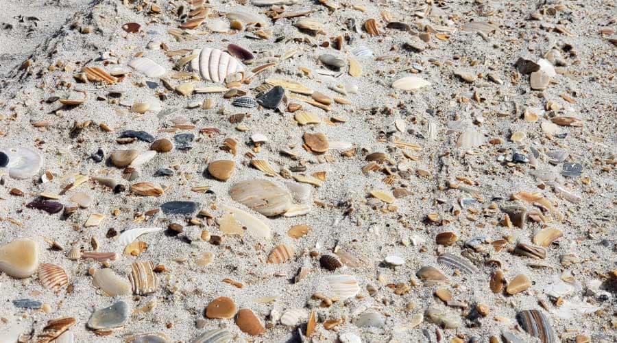 Seashells on Hatteras beach, North Carolina