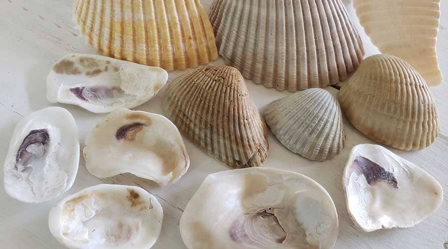Oyster and cockle shells found at Corolla Village Beach, North Carolina