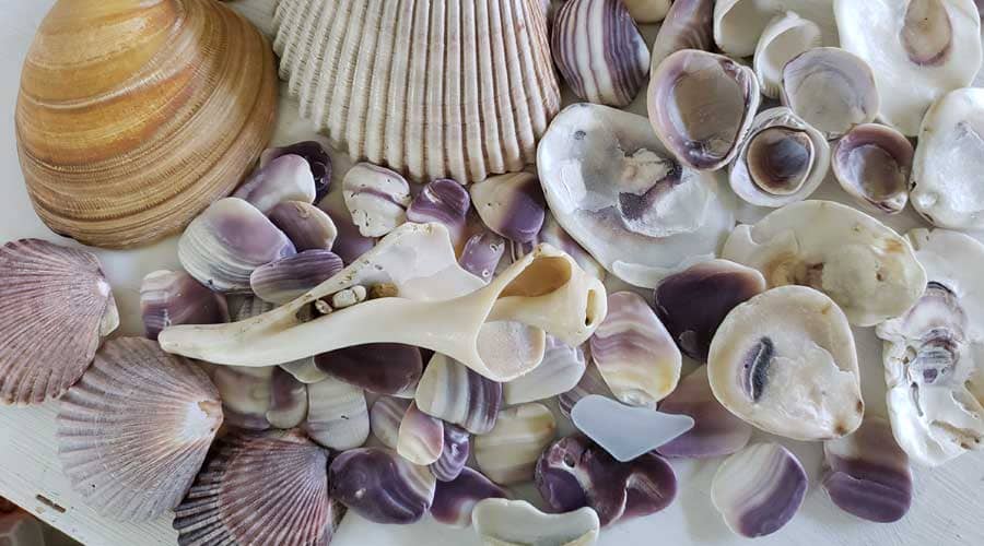 Seashells found at Salvo Beach (Ramp 27) Outer Banks