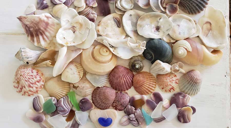 Blue sea glass, calico scallops, oysters, whelks, wampum and other beachcombing finds.