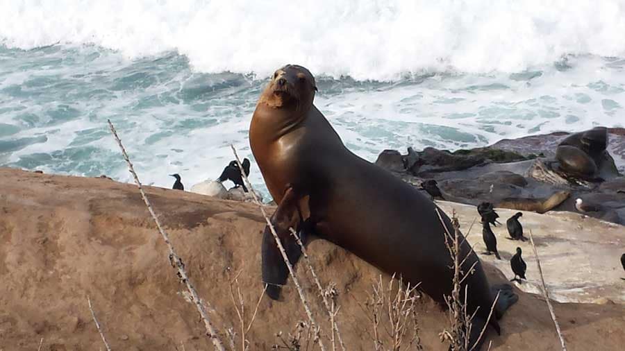 Seal basking at La Jolla