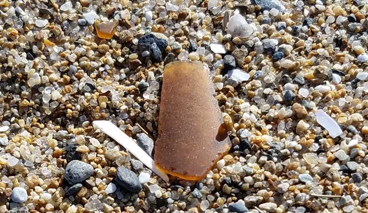 Searching For Authentic Sea Gl At Old Orchard Beach Sea Gl At Old Orchard Beach
