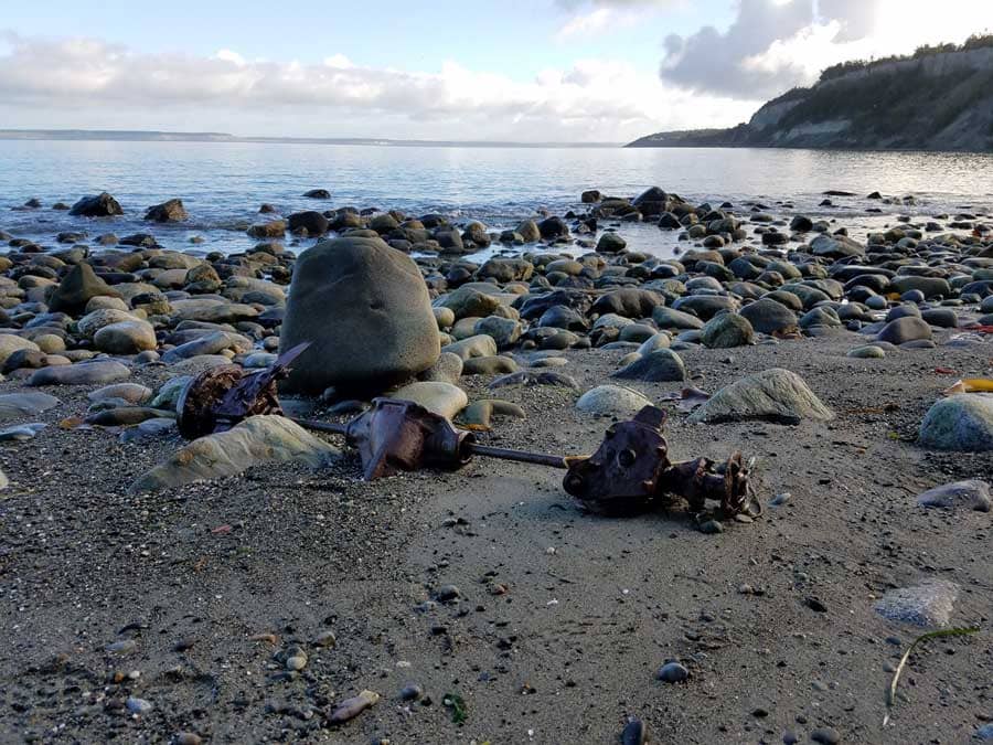 Auto parts at Glass Beach, Port Townsend