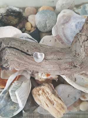 cape may diamond on driftwood