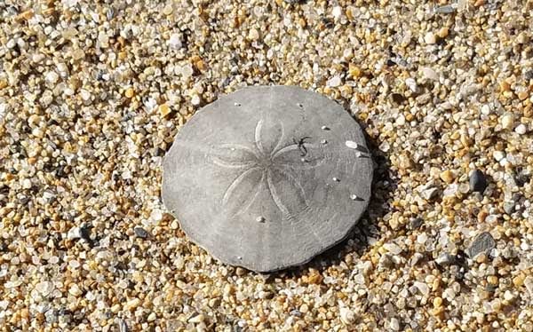 Sand Dollar in the sand on the beach at Kinney Shores.