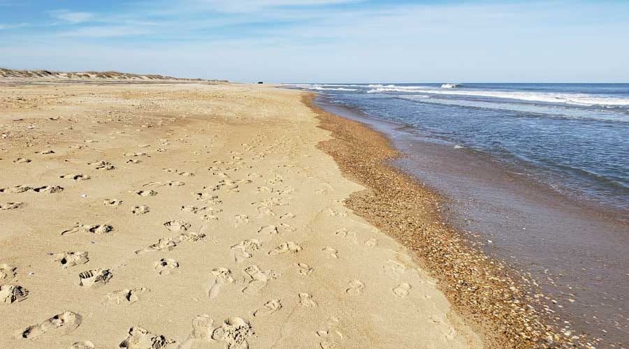 Shells along the waters' edge at Avon beach, Outer Banks, North Carolina