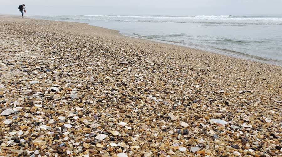 Seashells on Pea Island Beach, Outer Banks, North Carolina