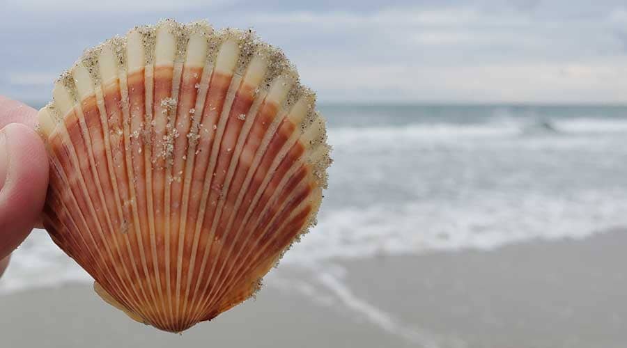 Seashell found on Frisco Beach, Cape Hatteras Island
