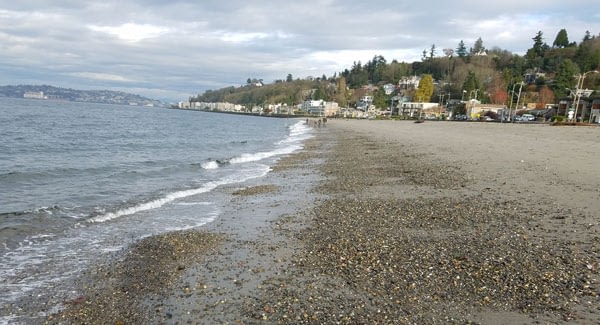 Alki Beach Seattle An Amazing Sea Gl Hunting Spot Alki Beach Seattle An Amazing Sea