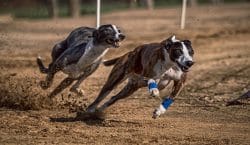 Greyhound System Review