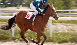 Chestnut horse and jockey in blue and white