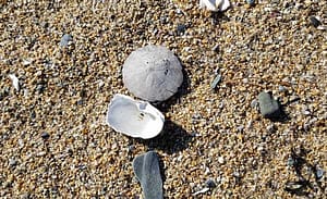 Searching for Authentic Sea Glass at Old Orchard Beach