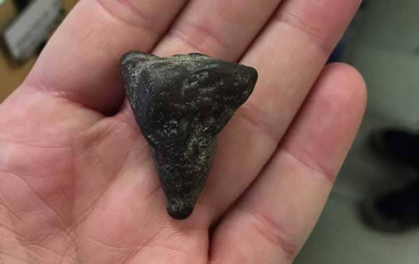 fossilized shark tooth