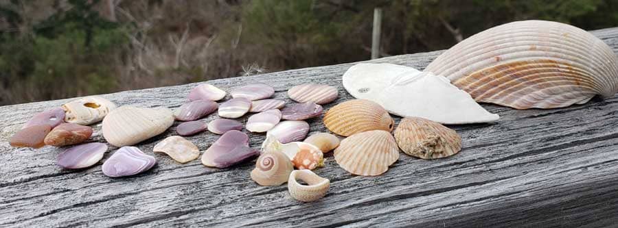 Seashells found while beachcombing on Outer Banks beaches