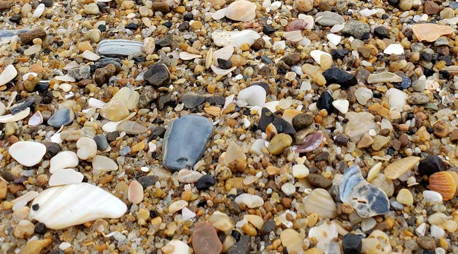 Close-up of seashells on Pea Island Beach, Outer Banks, North Carolina