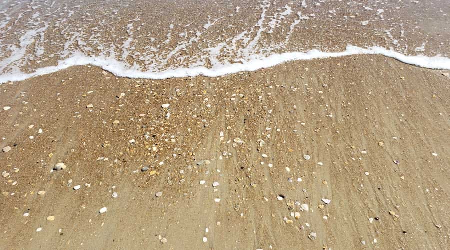 Seashells washing up at Salvo Beach, Outer Banks, North Carolina