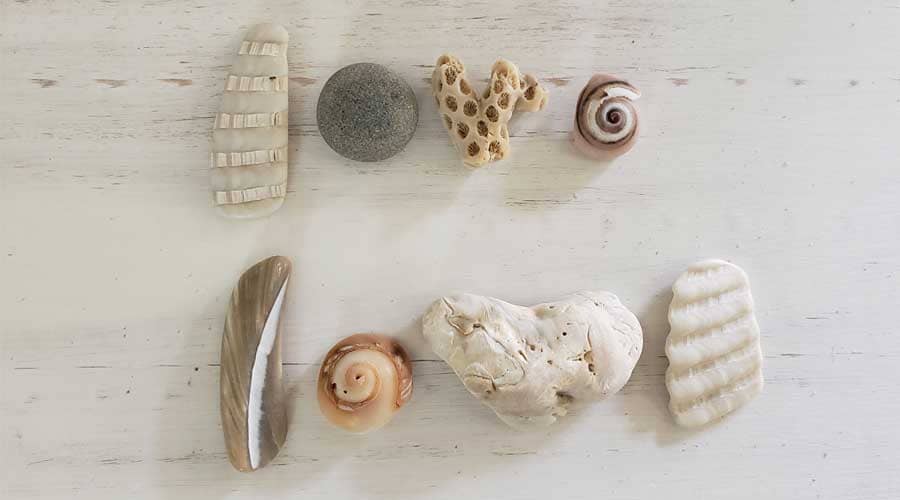Seashell art from seashells found at Hatteras Beach, Outer Banks
