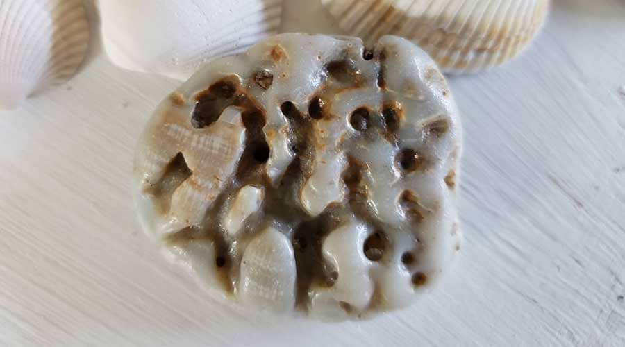 A clam shell found at Salvo Beach (Ramp 30)