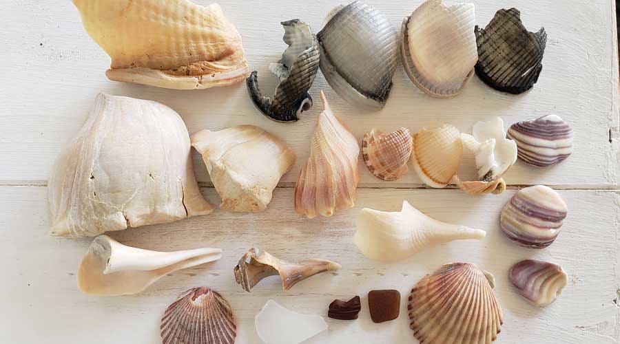 Sea glass and seashells found at Frisco Beach, North Carolina