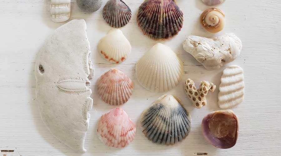 Calico scallop shells found at Hatteras Beach, Outer Banks