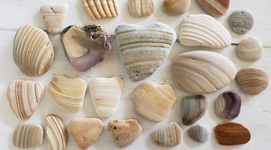 Heart-shaped seashells found at Hatteras Beach, Outer Banks